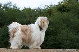 TERRIER DU TIBET 209